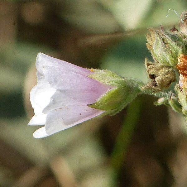 Althaea officinalis Õis