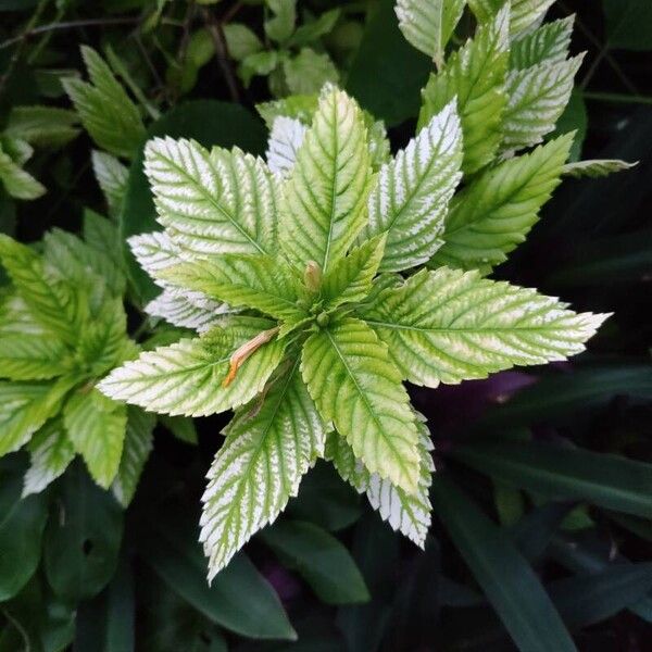 Turnera ulmifolia Blatt