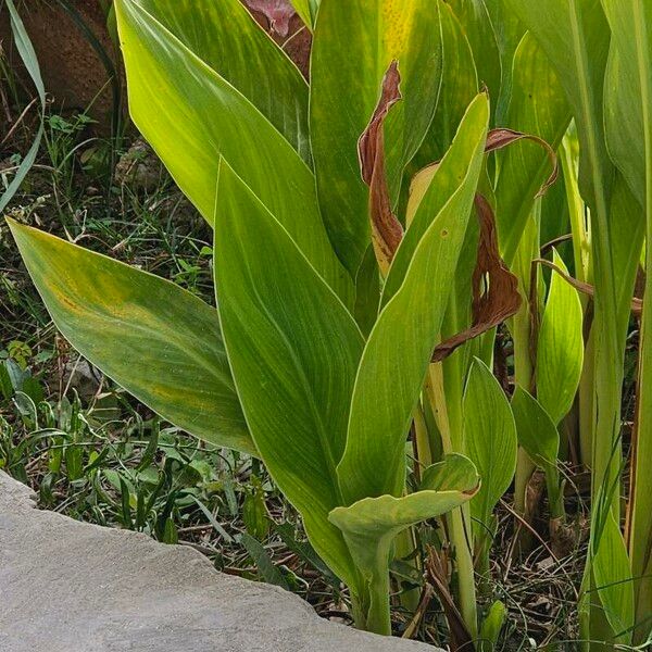 Canna glauca Frunză