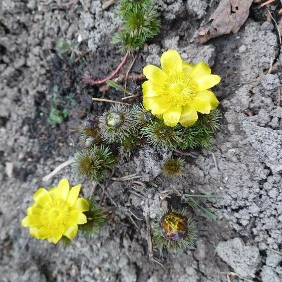 Adonis vernalis Flower