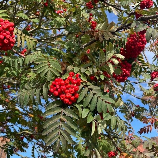 Sorbus aucuparia Meyve