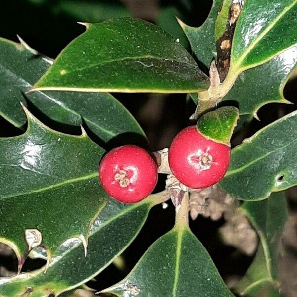 Ilex aquifolium Плід