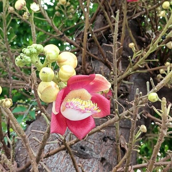 Couroupita guianensis 花