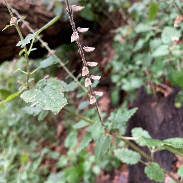 Scutellaria columnae Floro