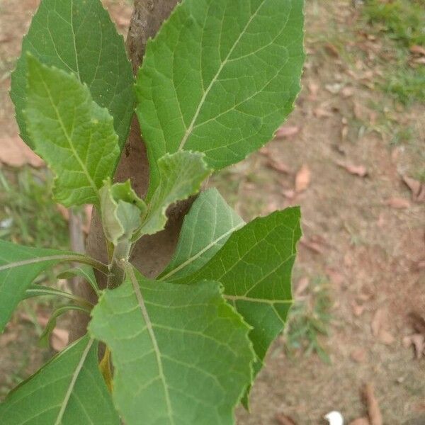 Gymnanthemum amygdalinum Leaf