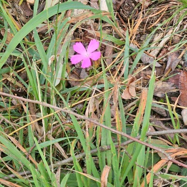 Dianthus carthusianorum Кветка