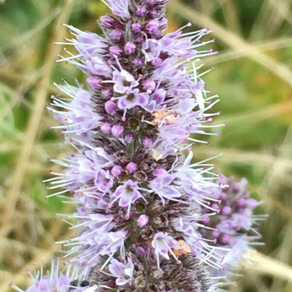 Mentha longifolia Žiedas