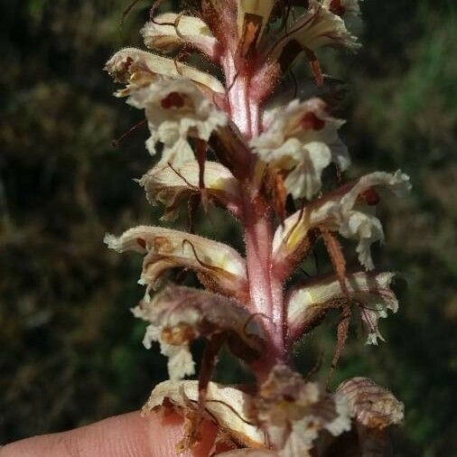 Orobanche amethystea Квітка