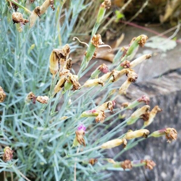 Dianthus plumarius Frucht