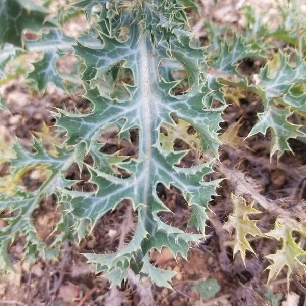 Argemone albiflora Leaf