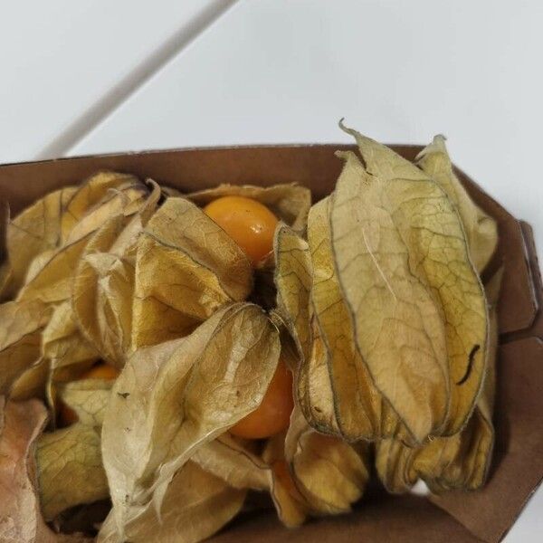 Physalis peruviana 果