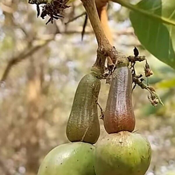 Anacardium occidentale ഫലം