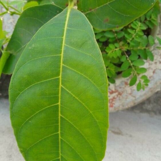 Artocarpus heterophyllus Blad