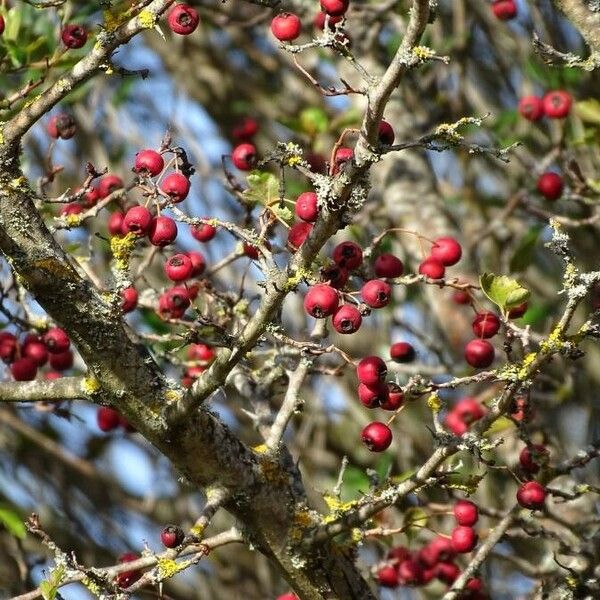 Crataegus monogyna Φρούτο