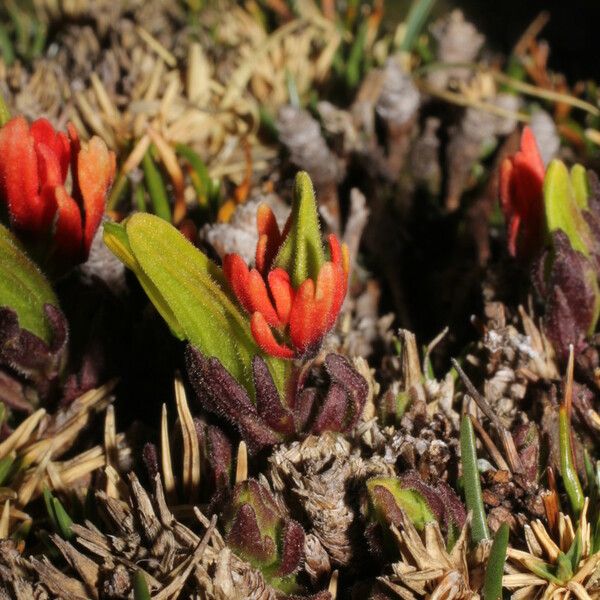 Castilleja pumila Övriga