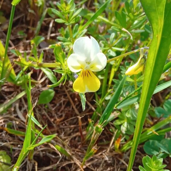 Viola hymettia Flor