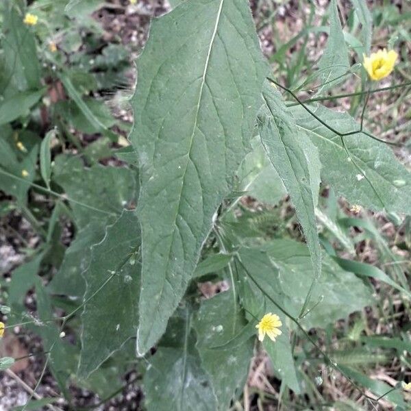 Lapsana communis Leaf