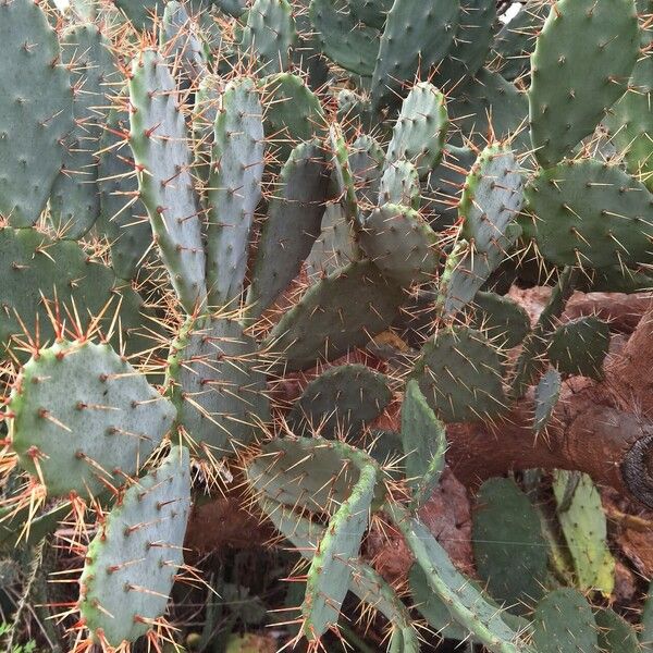 Opuntia elatior Folha