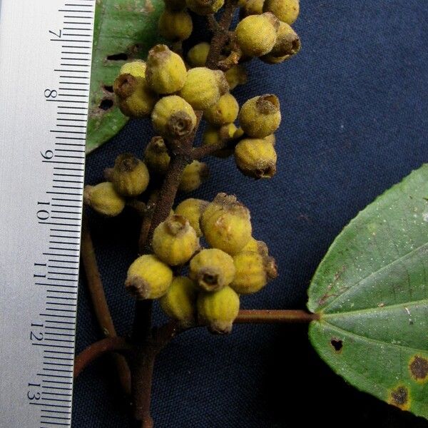 Miconia serrulata (Jau jau)