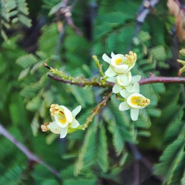 Libidibia coriaria Цветок