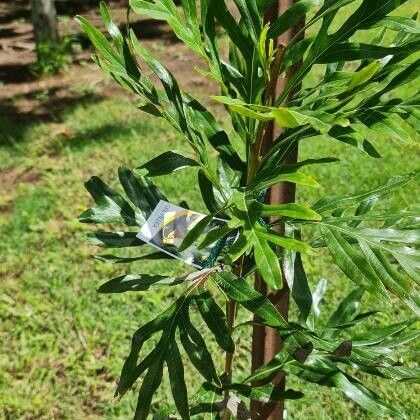 Grevillea edelfeltii