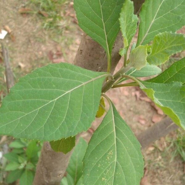 Gymnanthemum amygdalinum Leaf