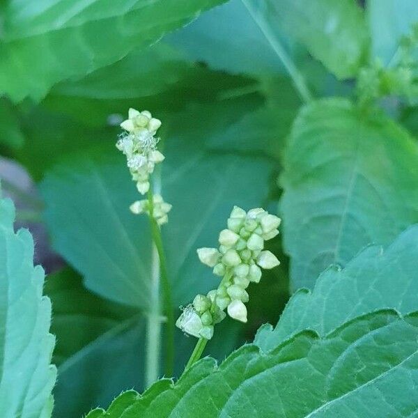 Mercurialis annua फूल