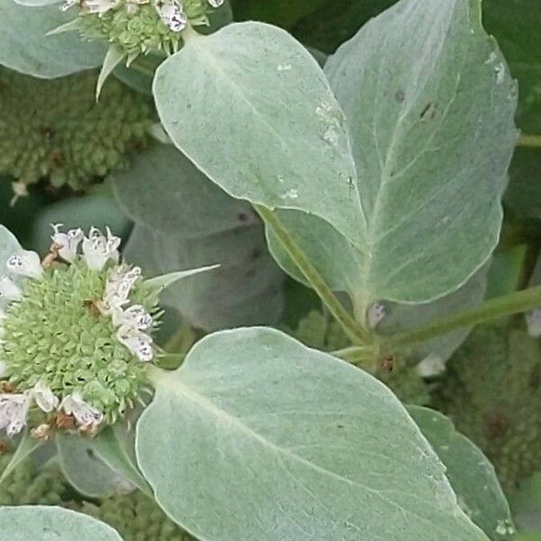 Pycnanthemum muticum पत्ता