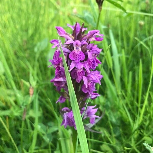 Dactylorhiza praetermissa Květ