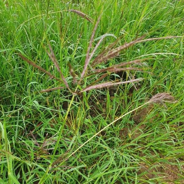 Bothriochloa insculpta Flower