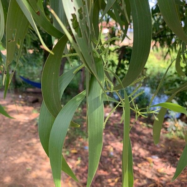 Acacia auriculiformis Folla