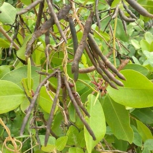Laguncularia racemosa Fruit