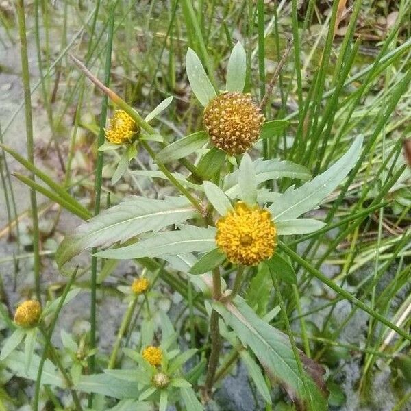 Bidens cernua ফুল