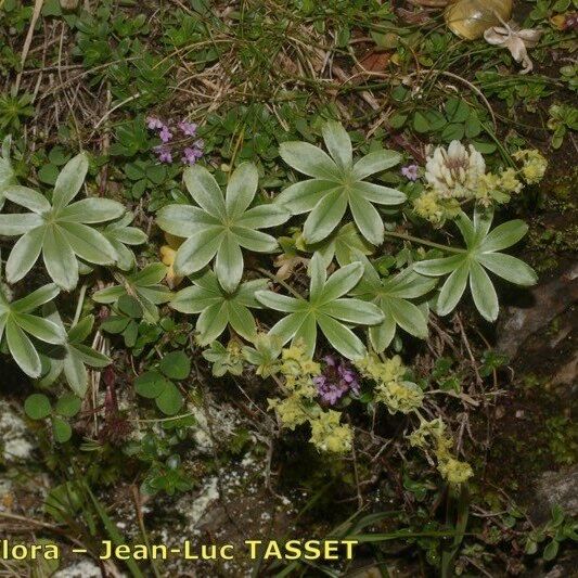 Alchemilla amphisericea Habit