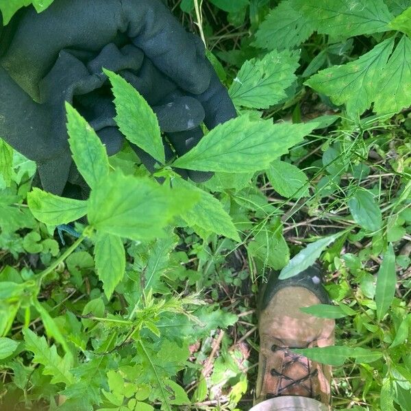 Geum laciniatum Leaf