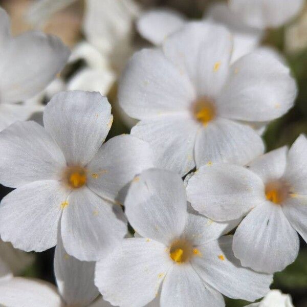 Phlox pulvinata Кветка