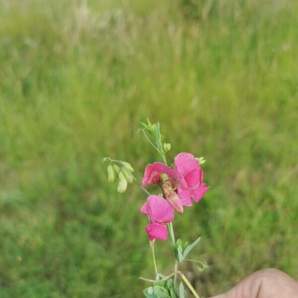 Lathyrus tuberosus Цветок