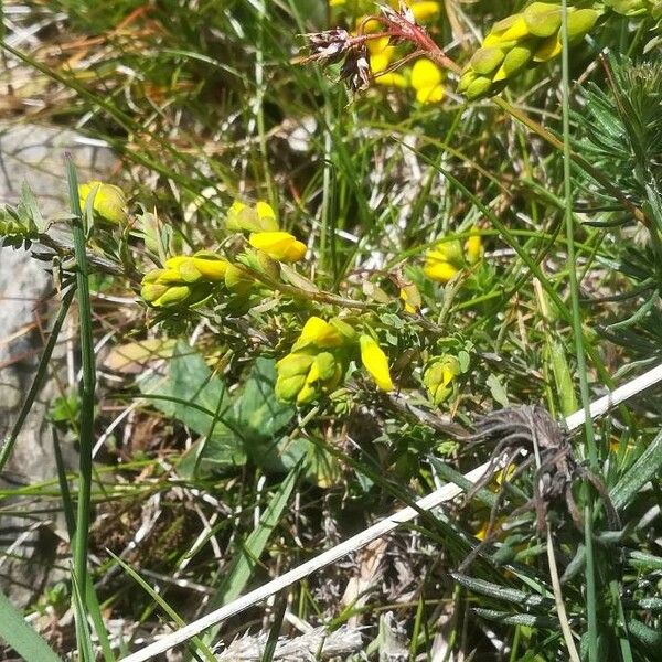 Genista anglica Beste bat