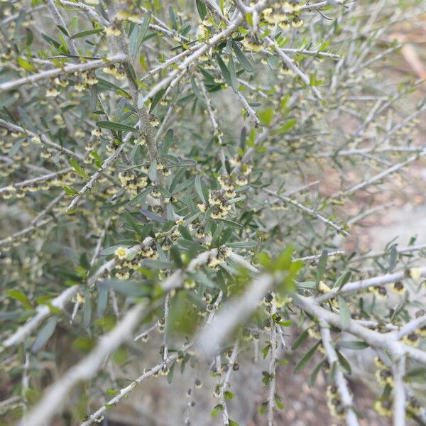 Melicytus angustifolius