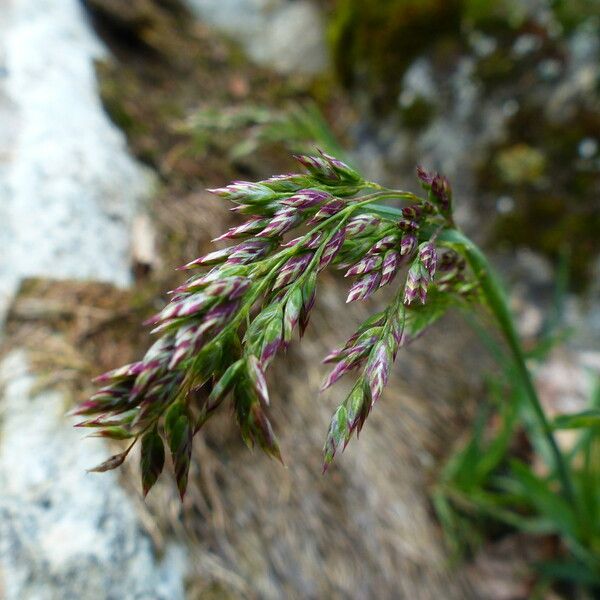 Poa alpina Blüte