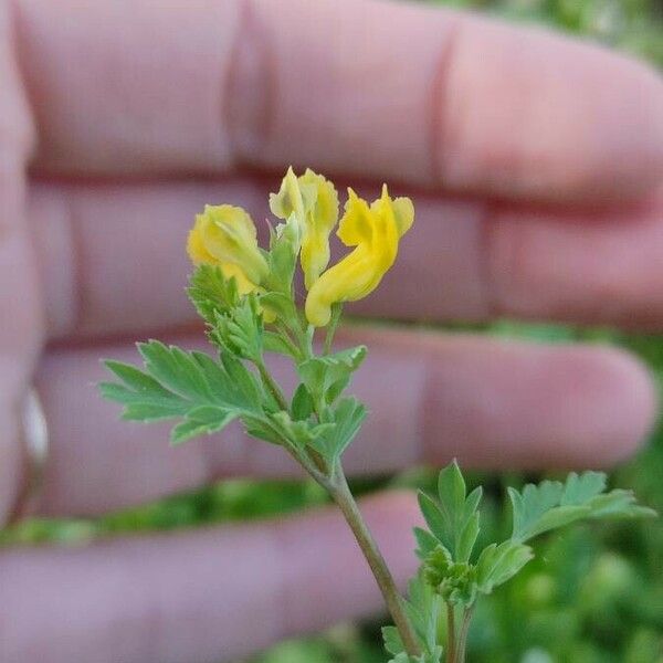 Corydalis flavula 花