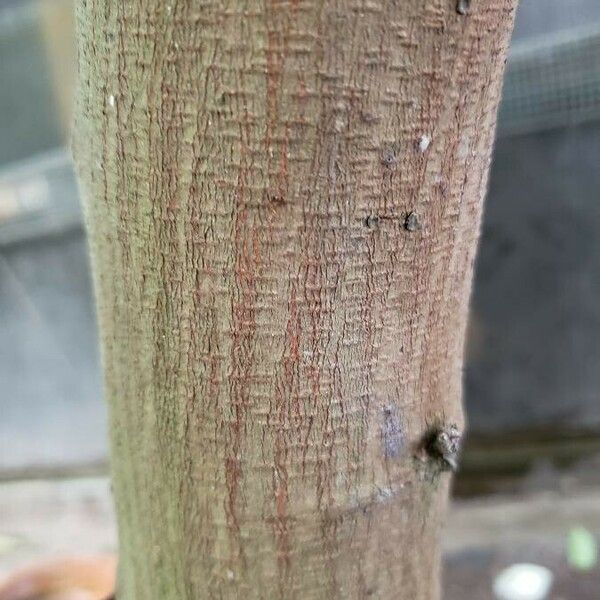 Calliandra haematocephala Bark