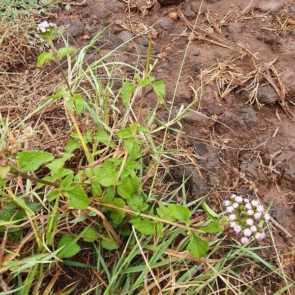 Ageratum conyzoides Virág