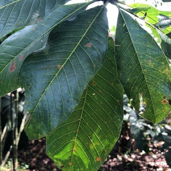 Couroupita guianensis Leaf