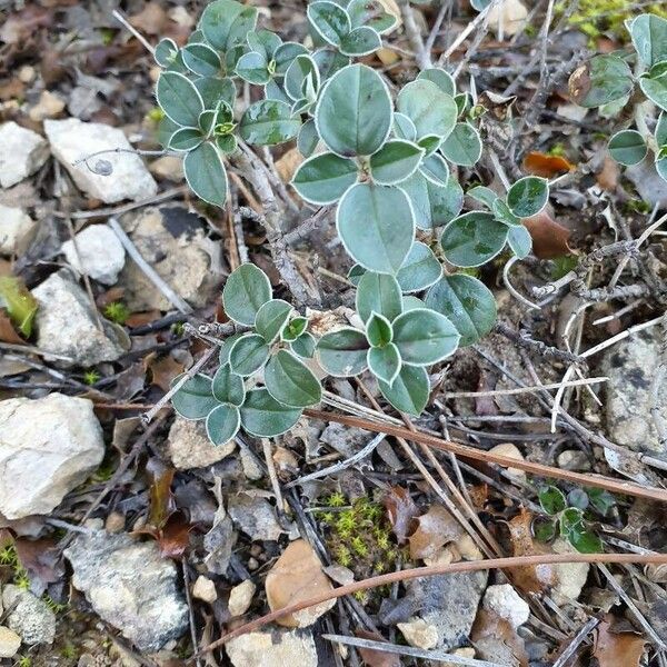 Helianthemum cinereum Лист