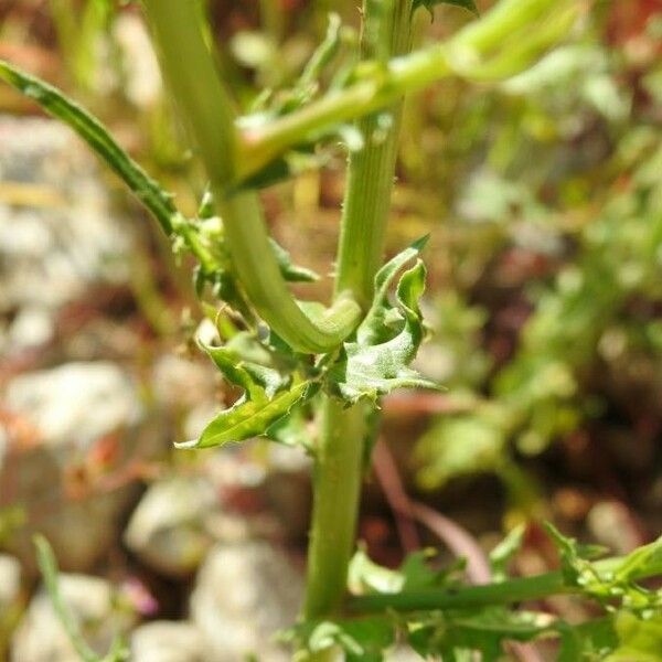 Urospermum picroides Folio