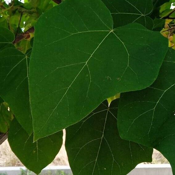 Paulownia tomentosa Blatt