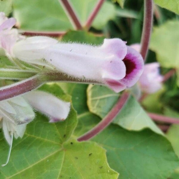 Martynia annua Flower