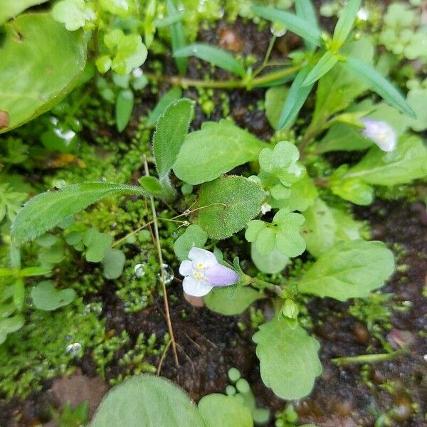 Mazus pumilus Flor