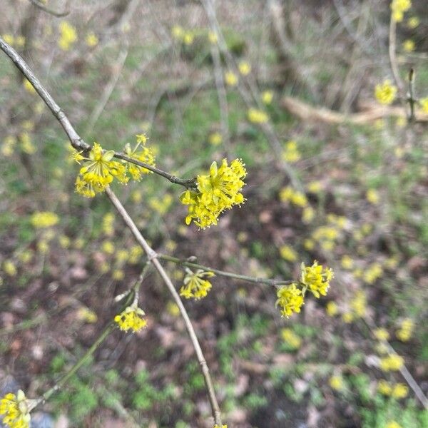 Cornus mas 花